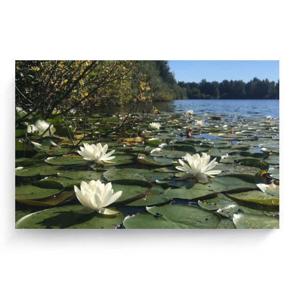 Fotoplátno 3:2 s potiskem Lekníny